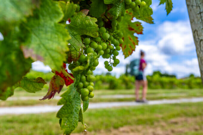 Vignes de Cartelègue ©AFCC JJGelbart