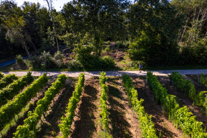 Vignes - Fenioux ©AFCC JJGelbart