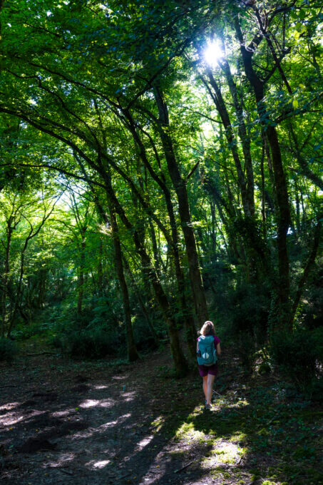 Chemin forestier - Fontcouverte ©AFCC JJGelbart
