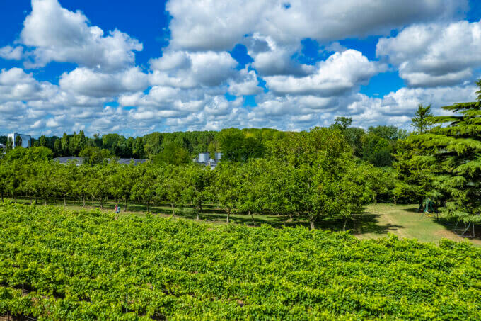 Vignes - Pons ©AFCC JJGelbart