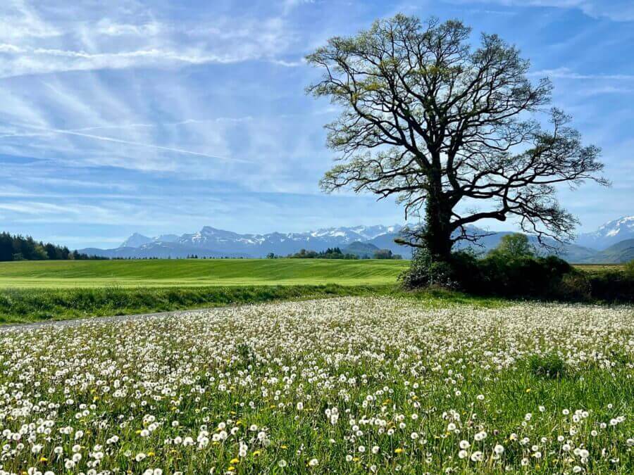 Sur le chemin de Lourdes ©N.Brugnon
