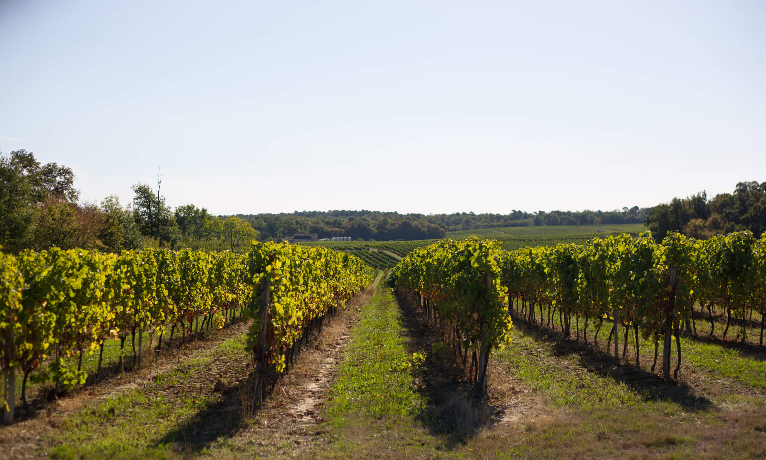 Vignobles de Pellegrue ©Gironde Tourisme